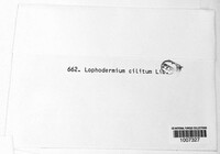 Lophodermium ciliatum image